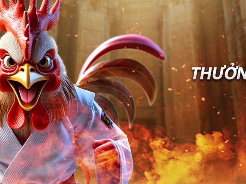 Hình ảnh trận đá gà trực tiếp tại bi88